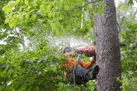 Windsor Tree Service Pros image 10